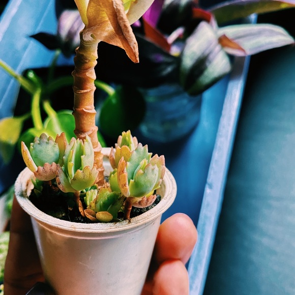 3 Baby Mother of a Thousand Cutting - Picture 5 of 5